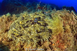 The anglerfish's perfect camouflage by David Carbo 